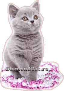 The British blue cat Lucia Silvery Snow at the age of 2 months