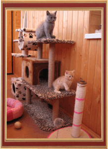 Кошачьи домики