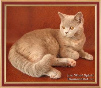 The British lilac-cream cat Alisia Wool Spirit