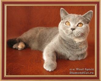 British blue-cream cat Ashera Wool Spirit