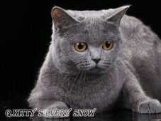 Британская кошка Q.Kitty Silvery Snow BRIa