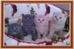 We have new british kittens from our cat Janik, three boys and one girl. We carry pre-record on kittens.