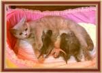 Another long-awaited litter of our cattery, our British cat Alisia became a mother for the first time, and gave birth to six wonderful british kittens, 3 boys and 3 girls.