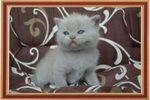 Our pair Yannik and Ashera born wonderful kittens - lilac two boys and three girls bug. Hurry! Pre-registration is open for kittens.