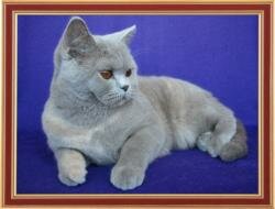 British Cat Alisia Wool Spirit