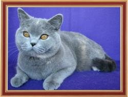 British blue-cream Cat Ch. Alisia Wool Spirit