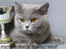 Британская кошка CH. Fortuna Fiesta Silvery Snow BRIa