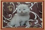 У нашей пары Яника и Ашеры родились замечательные британские котята - два лиловых мальчика и три девочки черепашки. Спешите!!! Открыта предварительная запись на котят.