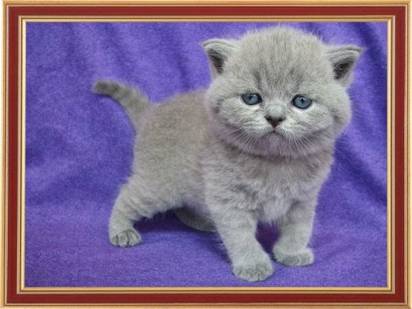 Секс с азиаткой британских кошек WOOL SPIRIT